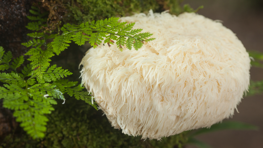 Unlocking Brain Power: How Lion’s Mane and Adaptogens Enhance Focus