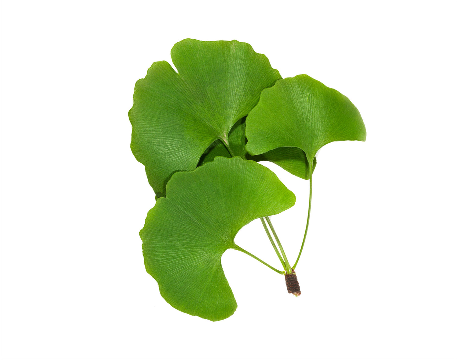 Ginkgo Biloba is a time-tested herb that enhances memory, attention, and concentration. By improving blood flow to the brain and offering antioxidant protection, it helps safeguard neurons and boost cognitive function for clearer thinking and better overall brain health.