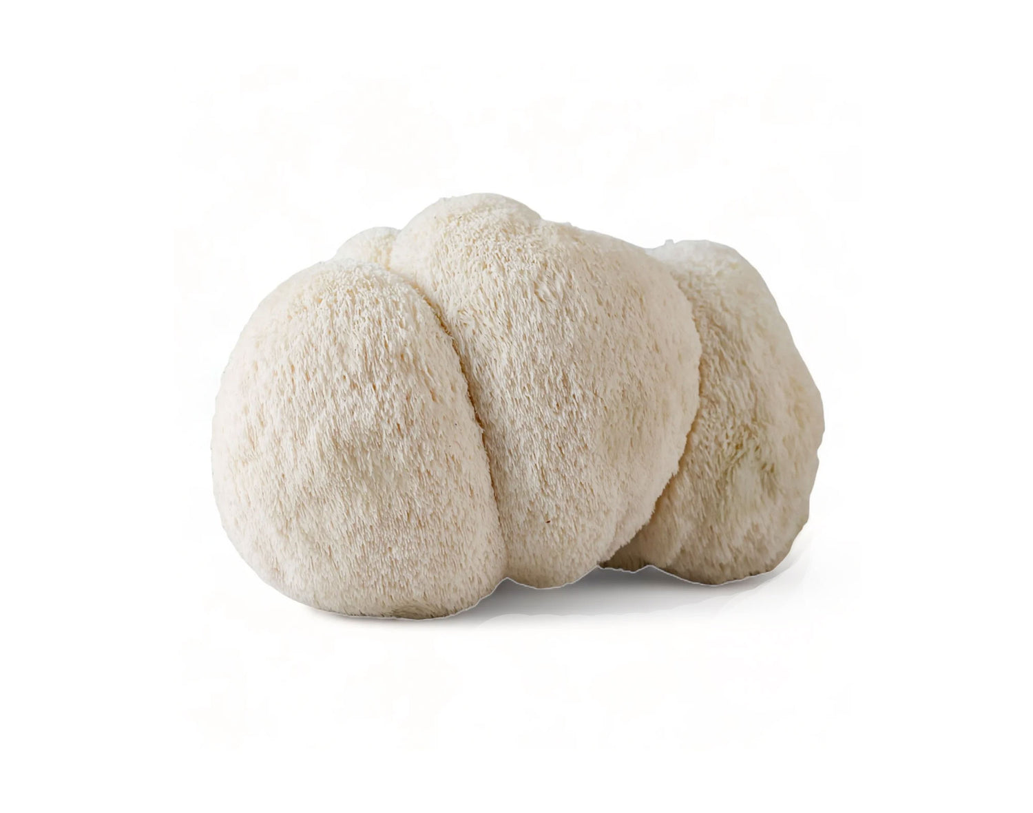 A potent mushroom renowned for improving memory, focus, and mental clarity, Lion’s Mane naturally boosts the production of nerve growth factor (NGF), promoting healthy neuron growth and maintenance. This means sharper cognitive function and better mental wellness to keep you at your peak every day.
