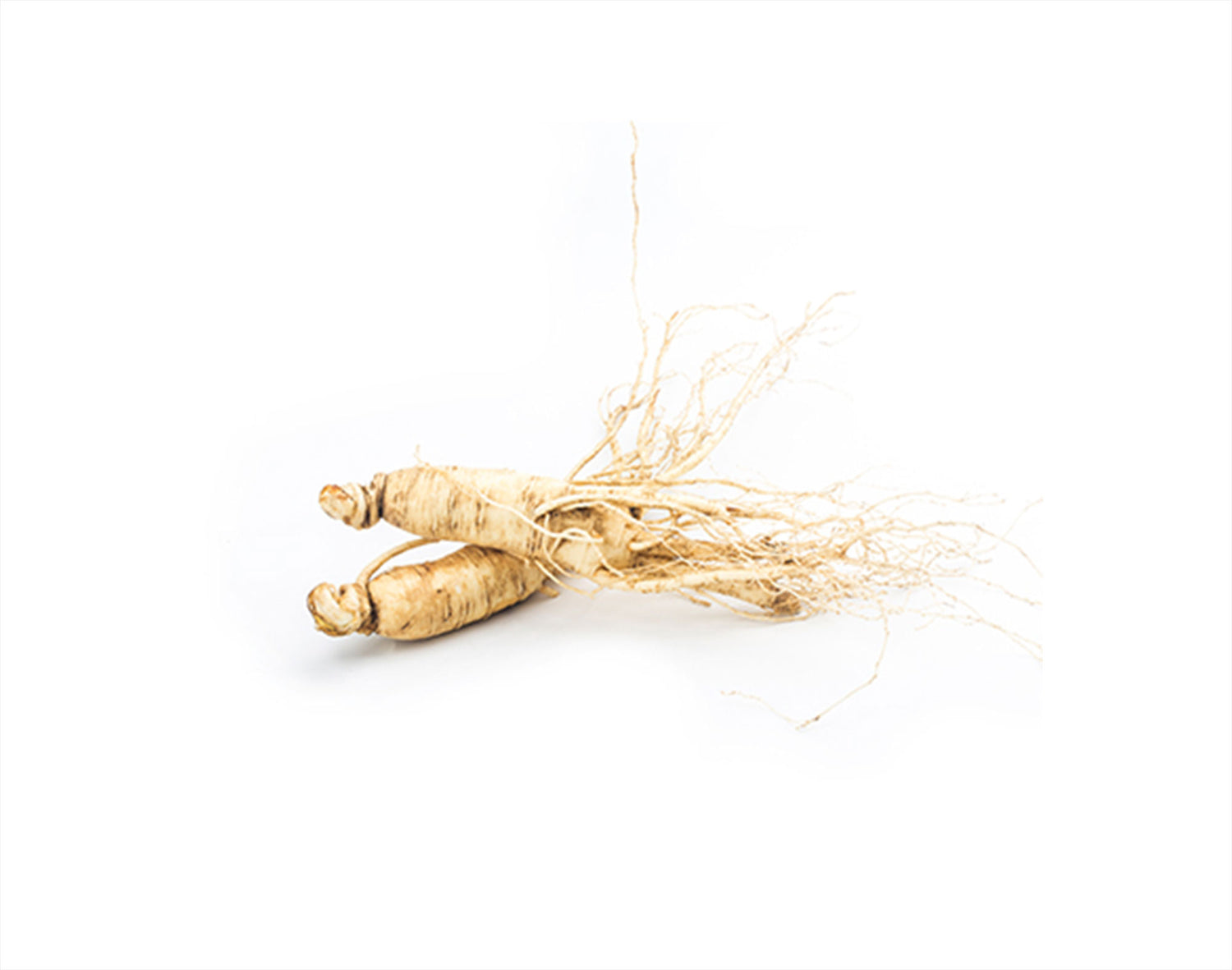 For a little mental boost, Panax Ginseng is a bit of a hero. It’s known for helping with memory and focus while fighting off fatigue. It works by improving blood flow, reducing stress on your brain, and balancing neurotransmitters. It’s a solid way to keep your mind sharp and clear.
