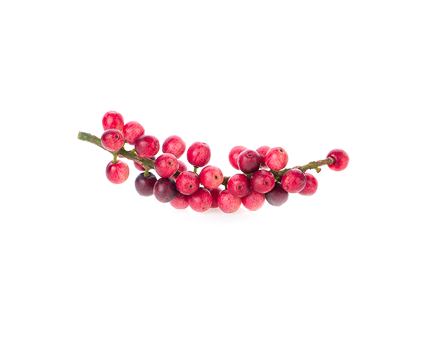 This adaptogenic herb helps your body cope with stress, and boosts mental clarity and memory by balancing neurotransmitters and supporting your adrenal health. It’s a great tool for keeping your mind clear and focused.